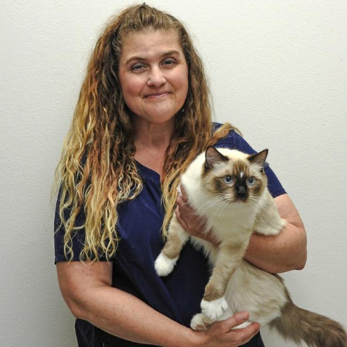 31 Top Pictures Cat Clinic Fremont Seattle Seattle Veterinary