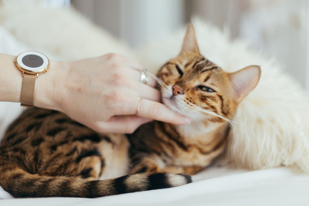 4-easy-ways-to-care-for-your-cat-cat-care-clinic