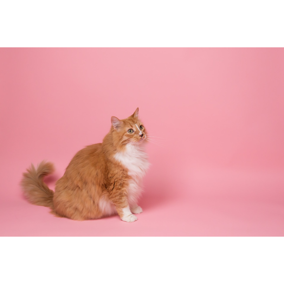 Tips for Litter Box Success Cat Care Clinic