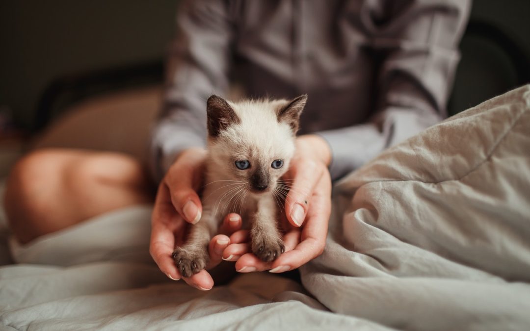 3 Tips to Help Prepare for Your New Cat