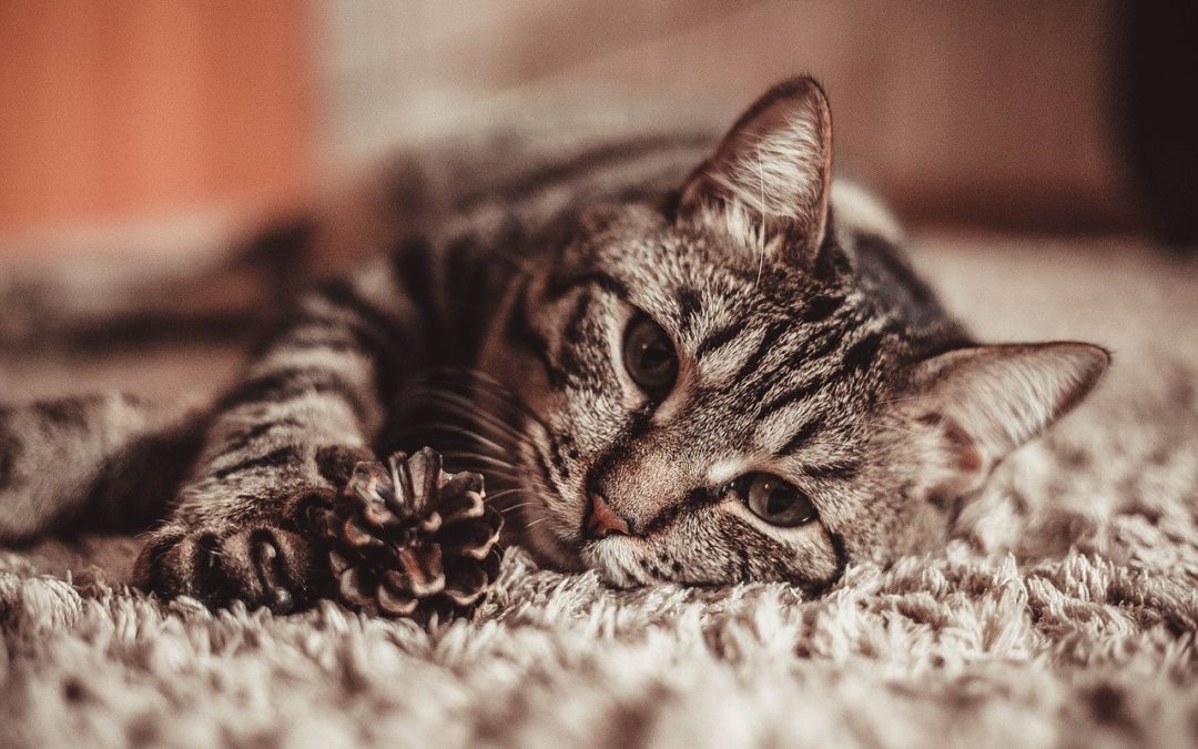 5 Myths about Cancer in Cats
