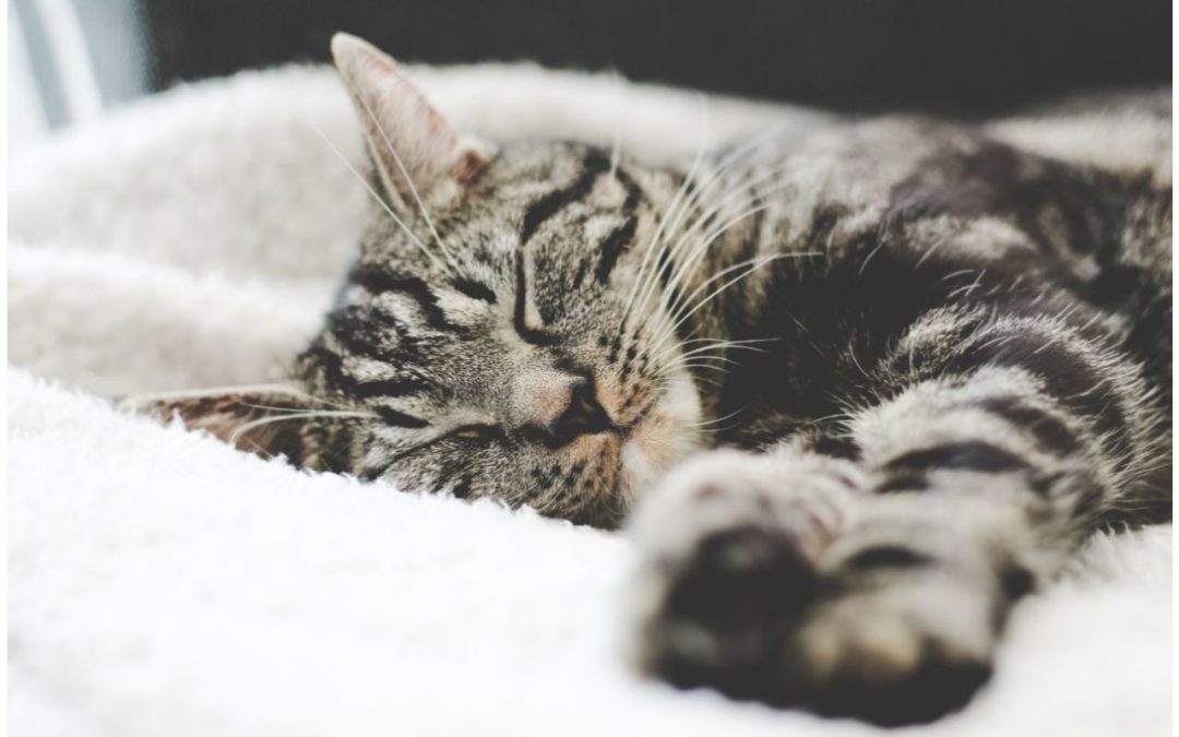 3 Tips on Making Your Senior Cat More Comfortable in the Winter