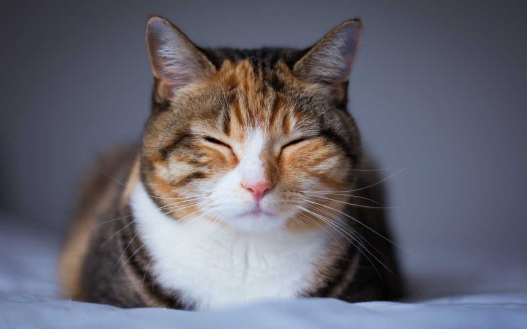 3 Ways Your Cat Is Kept Safe Under Anesthesia