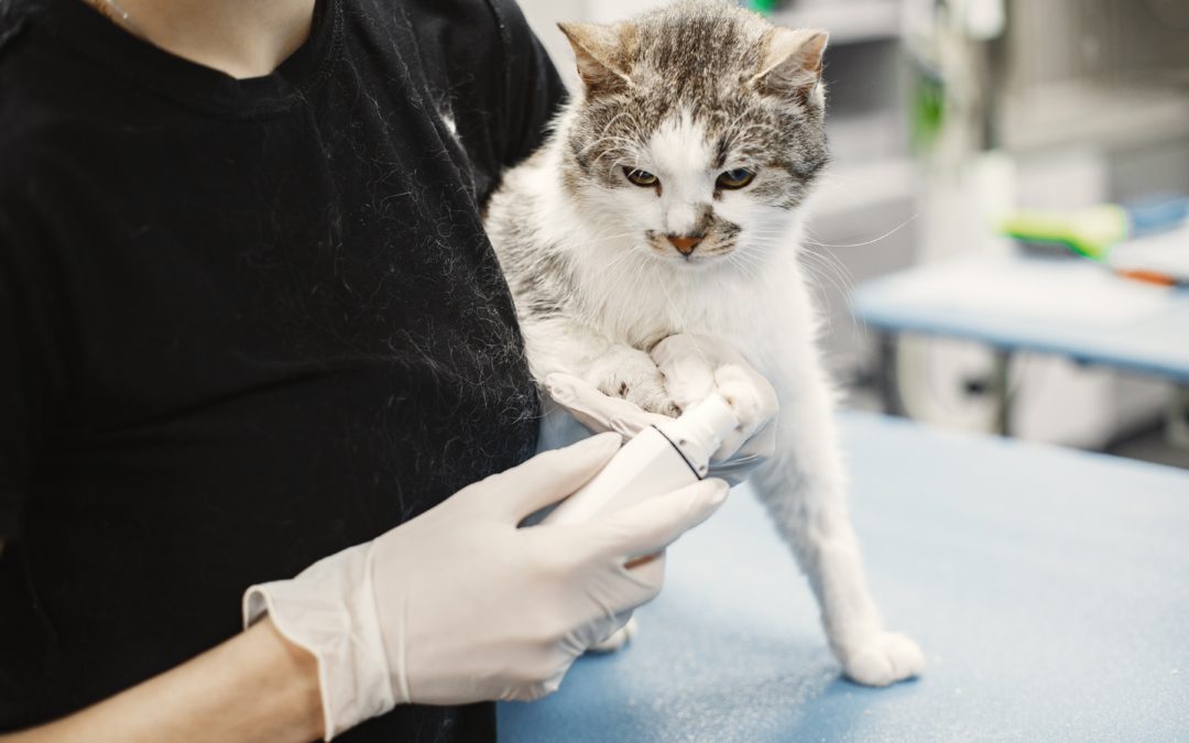 Vet Techs: Animal Hospitals’ Unsung Heroes