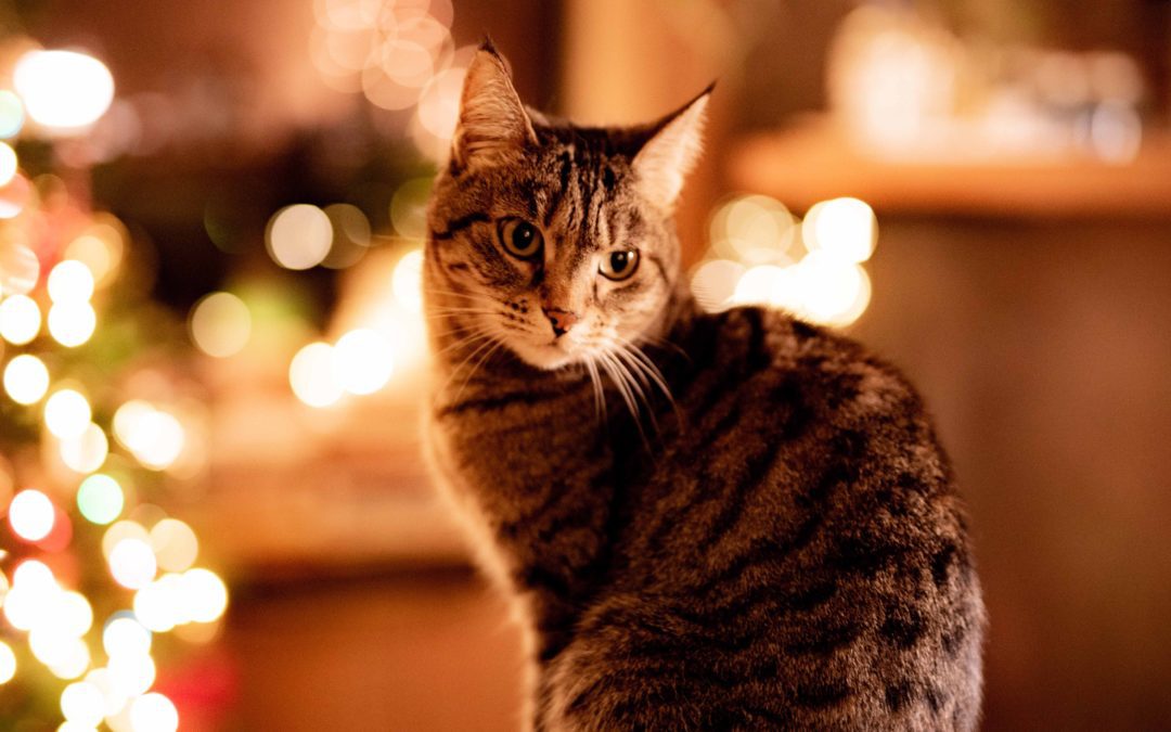 5 Cat Hazards To Be Aware of This Holiday Season