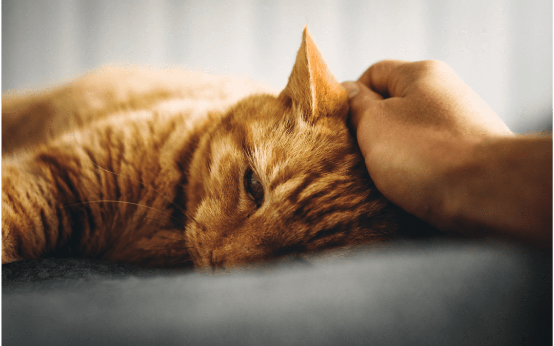 Orange cat lying down being pet