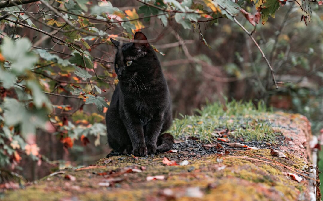 black cat sitting in forest