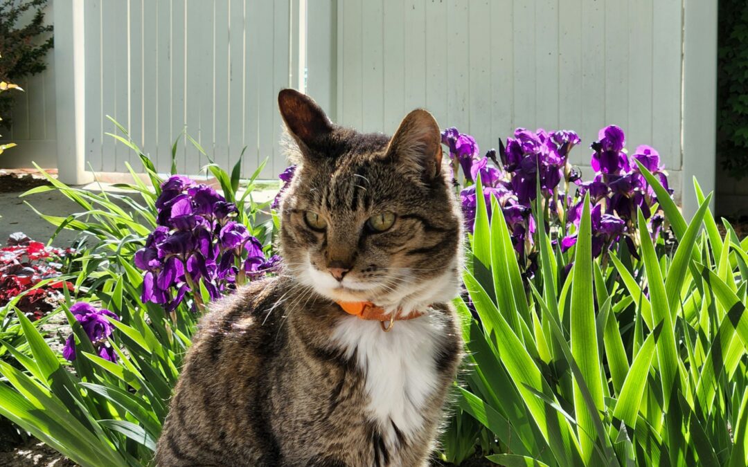 Signs of Spring Allergies in Cats