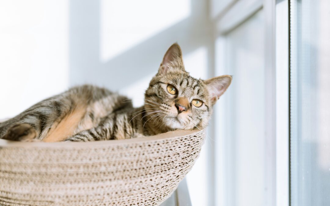 Signs Your Cat Might Be in Pain: A Guide for Cat Owners