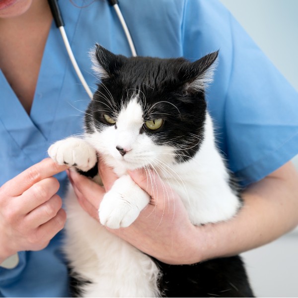 a veterinarian gently holds a cat