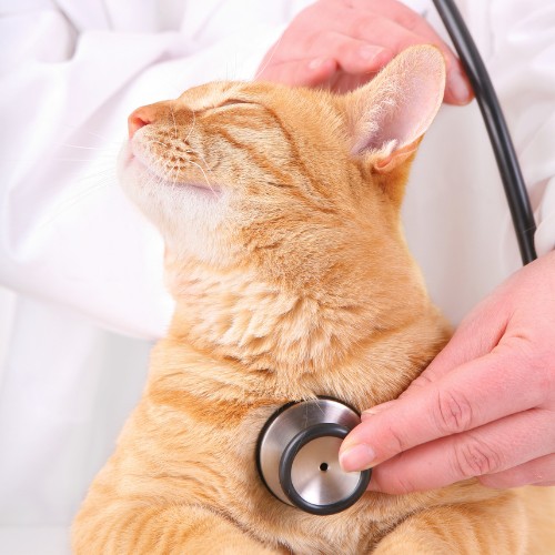 a veterinarian examines a cat using a stethoscope