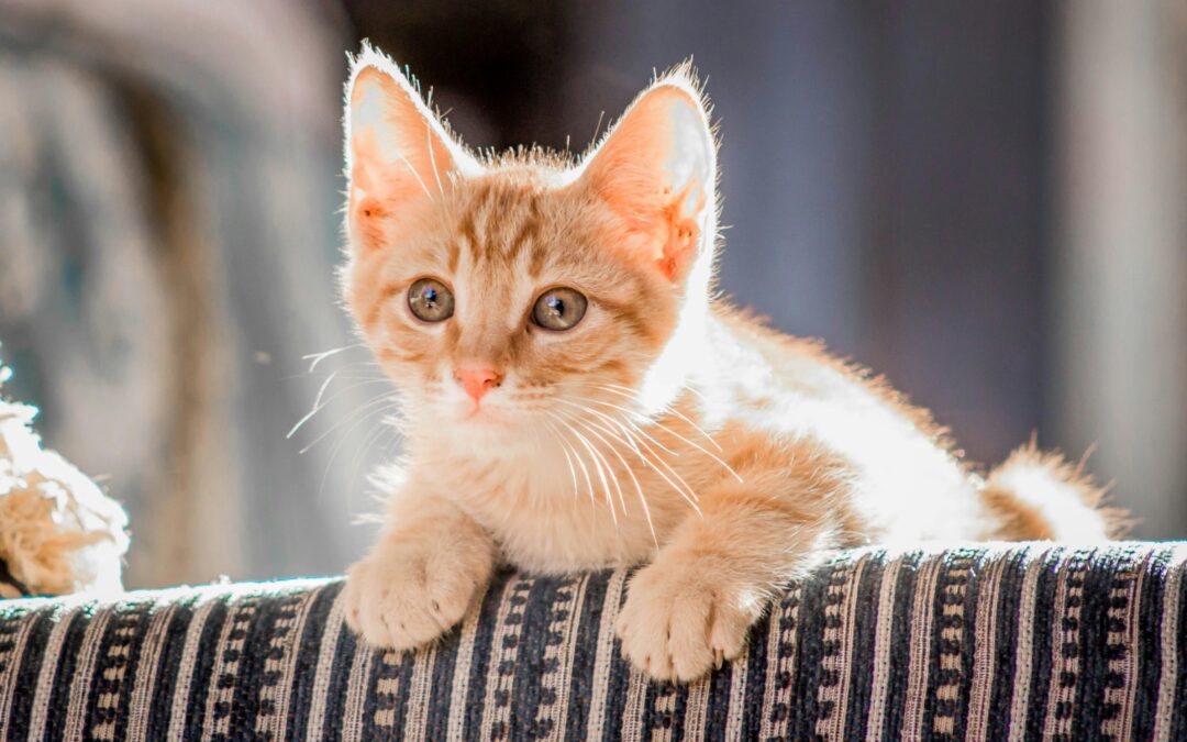 First Steps for New Cat Parents: Caring for Your Kitten in the New Year