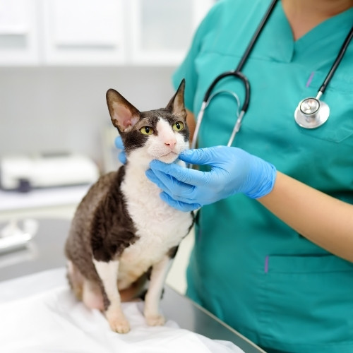 a vet carefully examines a cat in a hospital