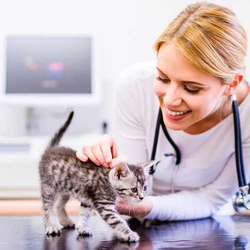 a veterinarian gently pets a small kitten