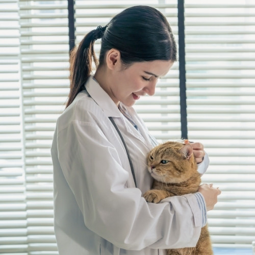 a veterinarian gently holds a cat