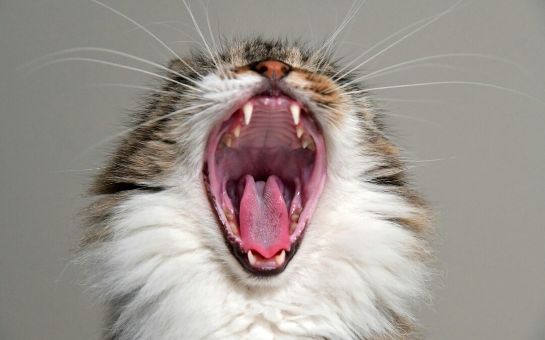 How Often Does Your Cat Need a Dental Cleaning? A Vet’s Guide to Cat Oral Health