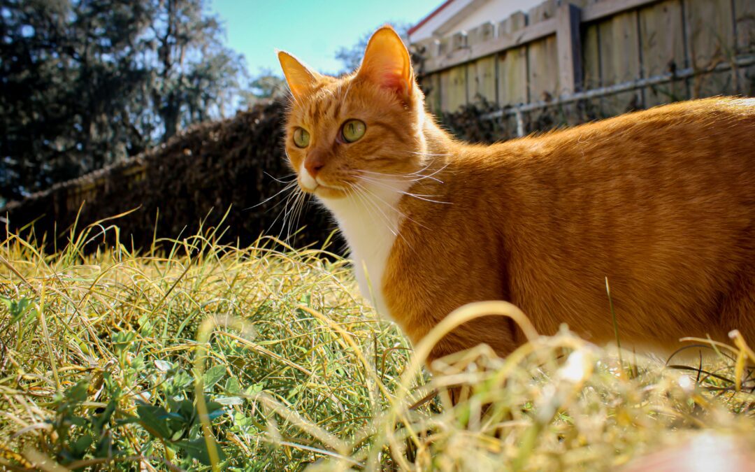 Lyme Disease in Pets: What Every Pet Owner Needs to Know