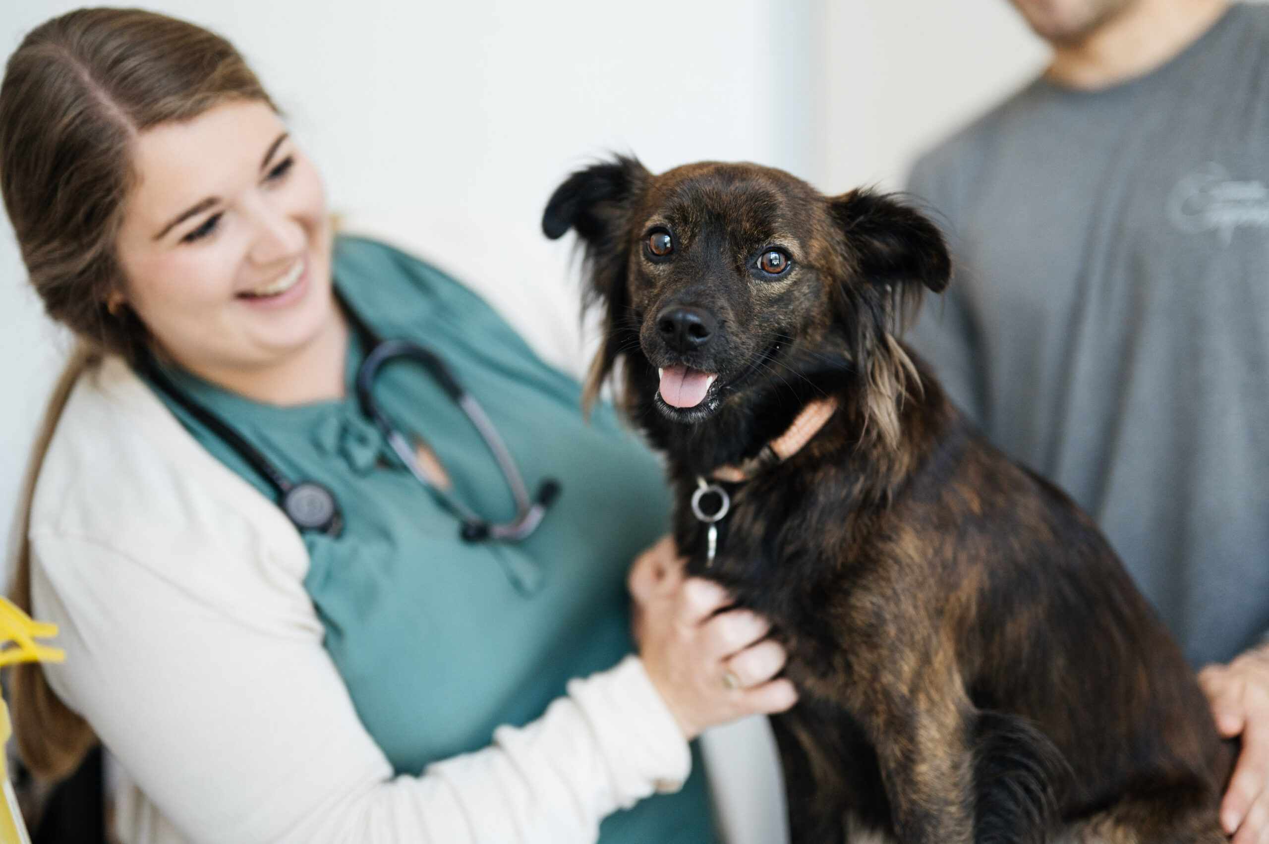 Common-Companion-1-scaled-1 Vet examining a dog with its owner standing behind it