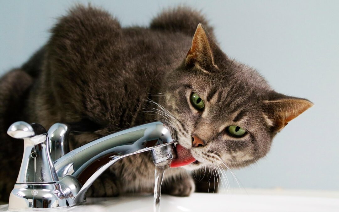 Summer Pet Hydration Tips Every Pet Parent Needs